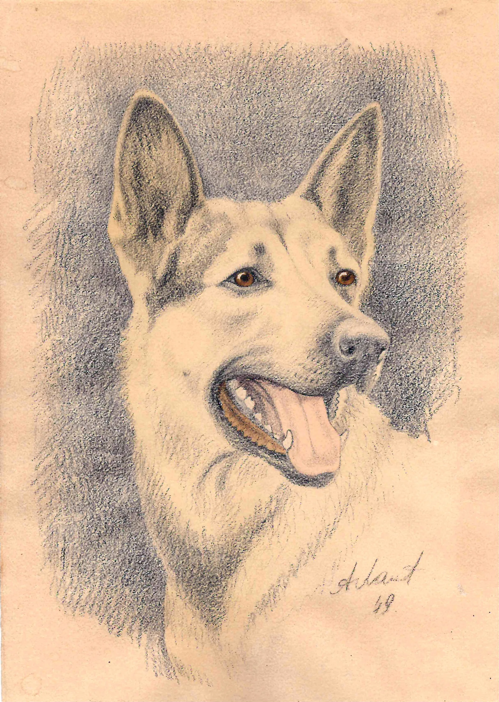 Лаптев Алексей Михайлович. Овчарка. 1949.