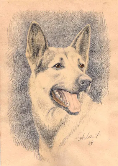 Лаптев Алексей Михайлович. Овчарка. 1949.