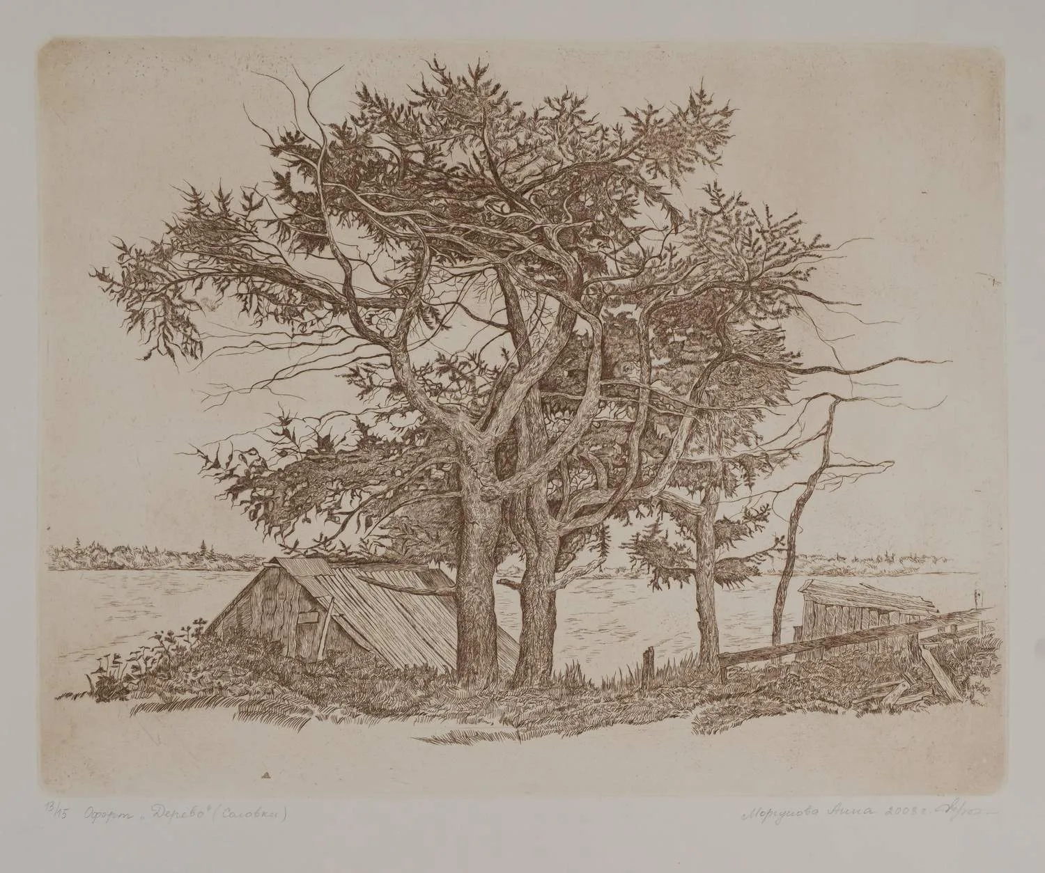 Моргунова Анна. Дерево (Соловки). 2008.
