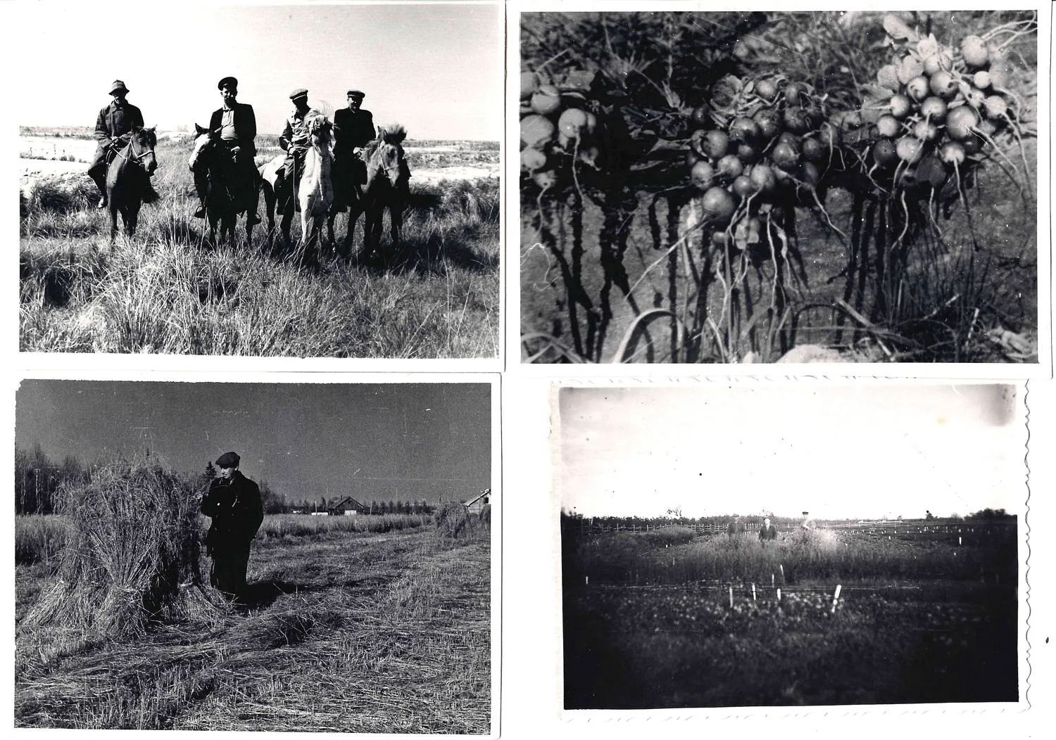 7 фотографий «Экспериментальное растениеводство в условиях вечной мерзлоты. Игарская научно-исследовательская мерзлотная станция и Чукотка». Середина 1950-х годов.