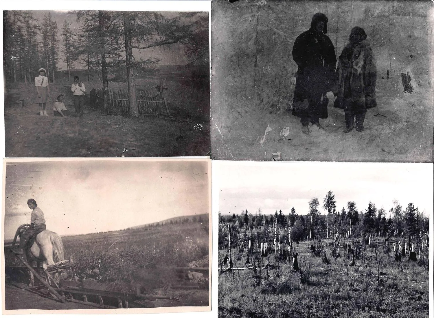 8 фотографий «Экспериментальное растениеводство в условиях вечной мерзлоты. Верхоянск и Игарка». 1940-е - 1950-е годы.