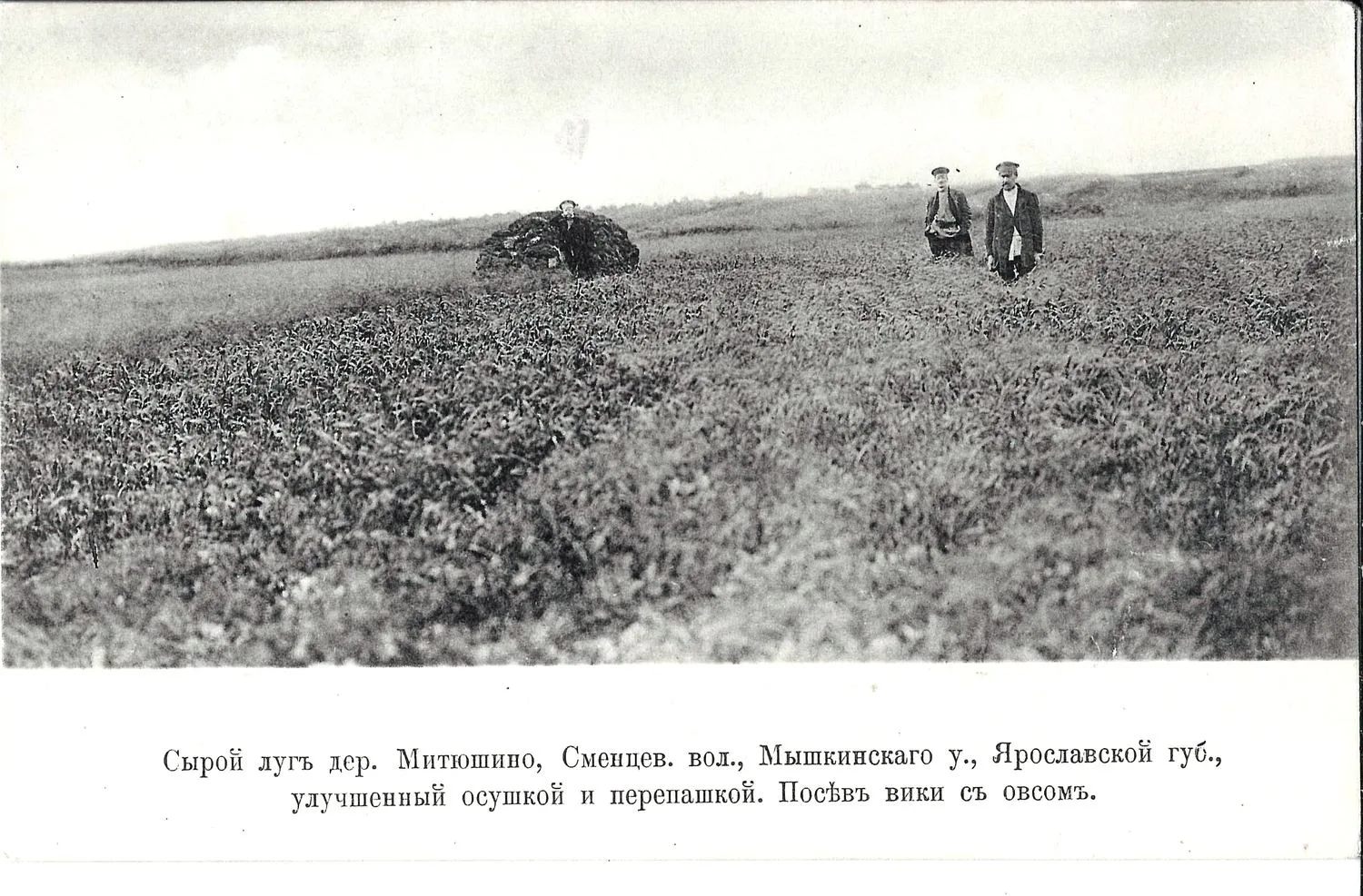 Митюшино. Открытка «Сырой луг». На обороте рекламная надпечатка «Кофе Т-ва П.М. Кузьмичев с С-ми. Москва, Тверская, 22«.